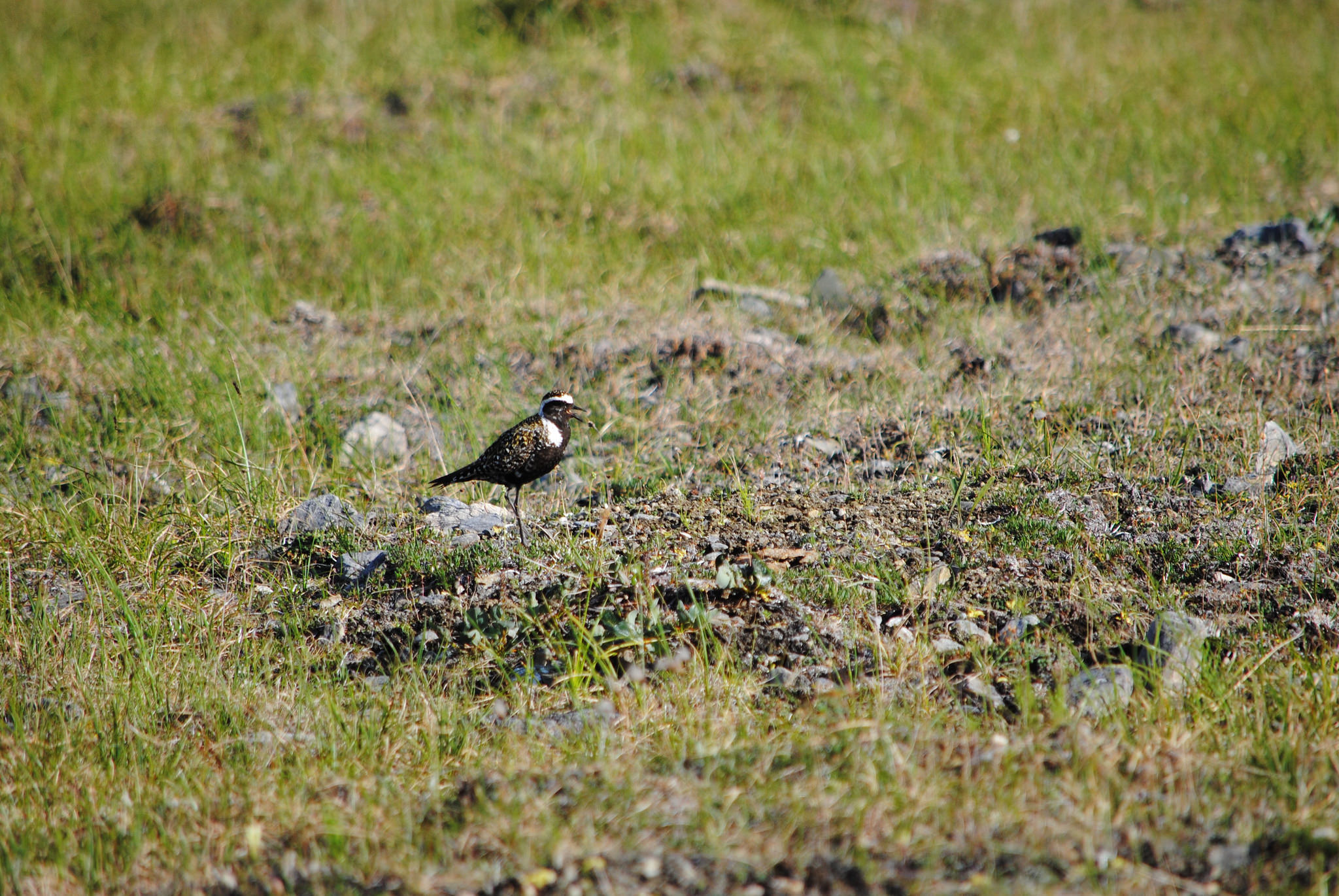 American Golden Plover - Alaska - Western Alaska Parklands