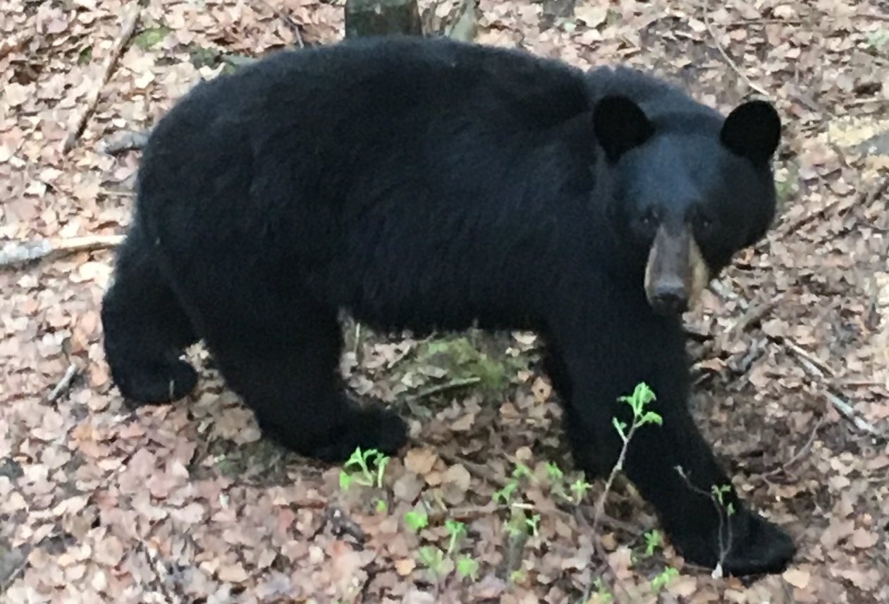 Black Bear in White Mountains - Leo Faro