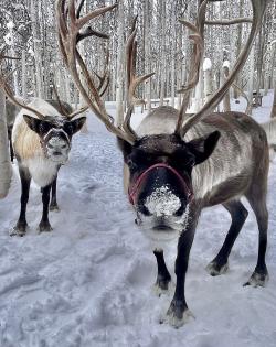 Running Reindeer Ranch SATW 2022