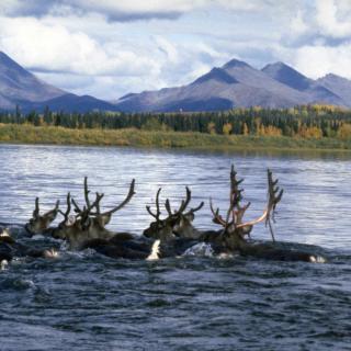Caribou swimming in the Kobuk River. Tall mountains, clouds, and forest in background.