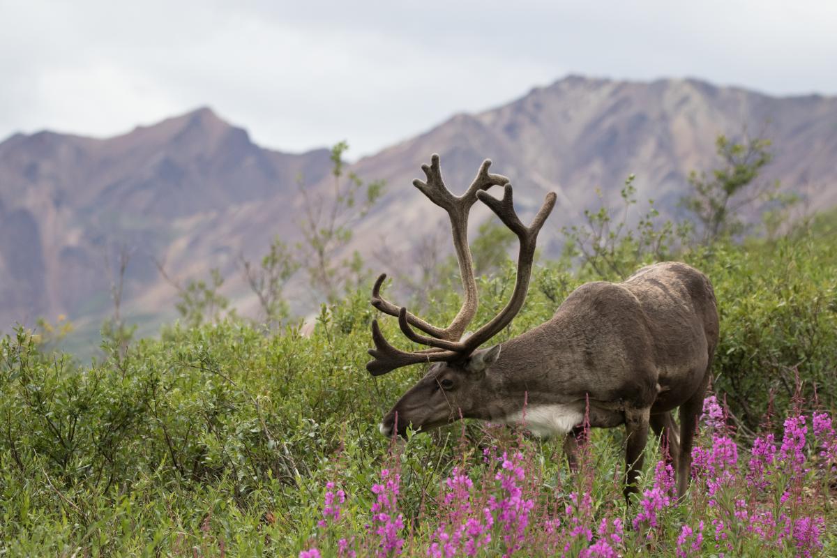 A close view of a caribou in Denali National Park and Preserve. Fireweed flowers in foreground and rocky mountains in background.