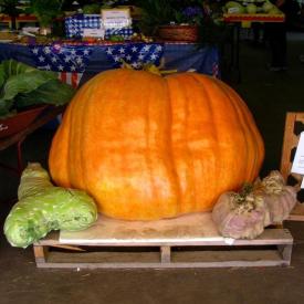 Large orange pumpkin at the Tanana Valley State Fair