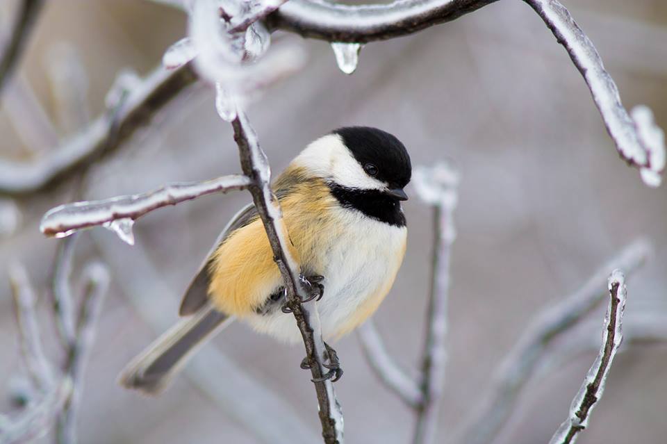 NPS Photo a small bird on an icy tree branch