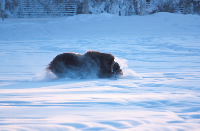 Musk ox running through deep snow