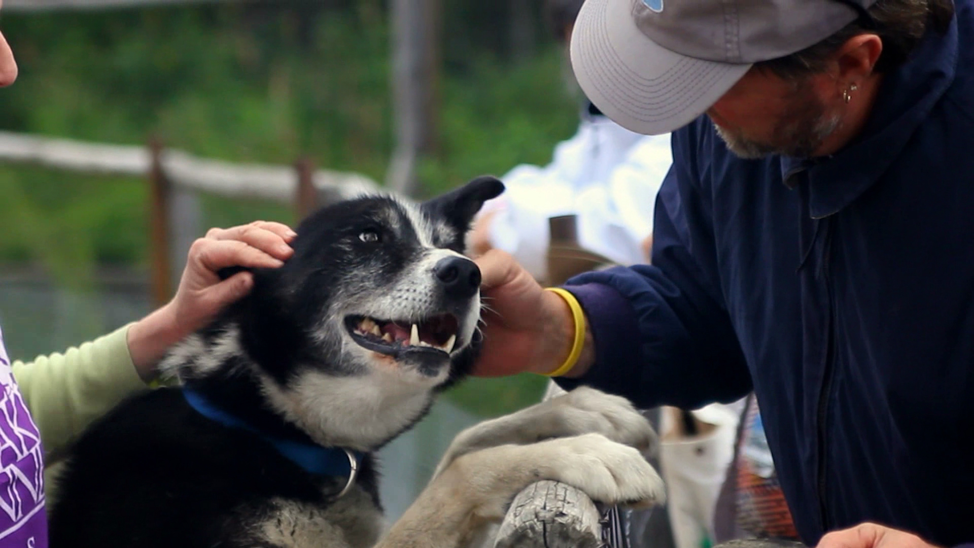 Person petting smiling sled dog 