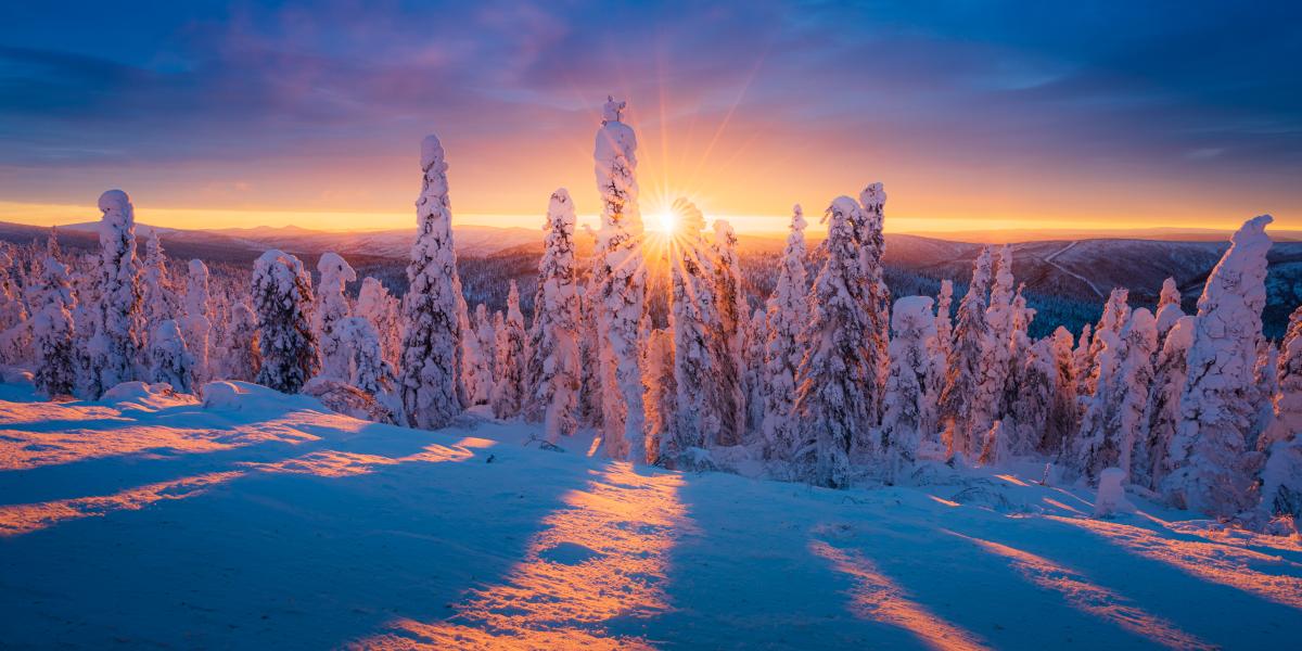 A sunlit snowscape with trees and long blue shadows