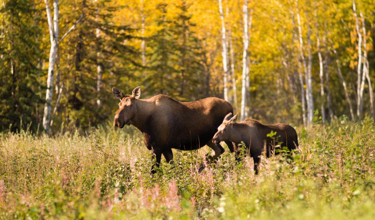 A mother and baby moose surrounded by gold autumn trees.
