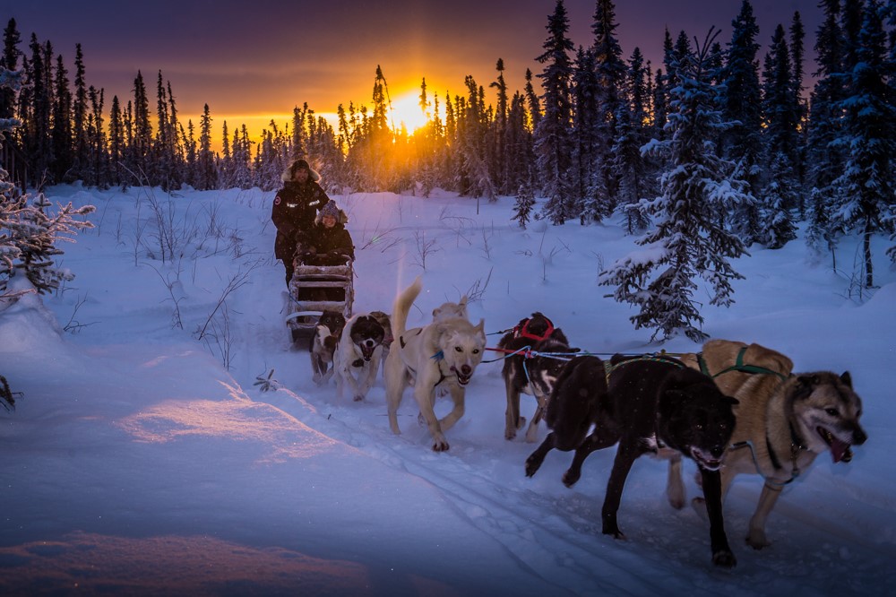Mushing with Nautique Sky north of Fairbanks - Frank Stelges - Fairbanks Alaska