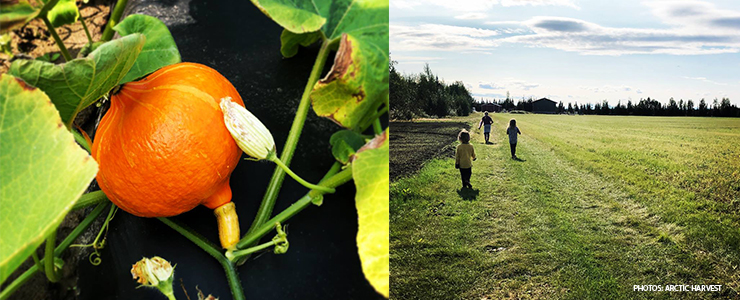 Fall in Fairbanks Alaska: an orange plant and children playing in a field