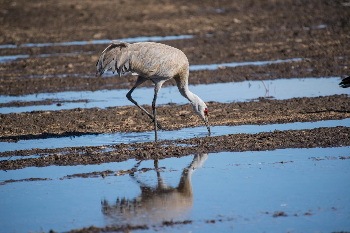 A sandhill crane wades through shallow water, lowering its beak to the ground to drink.