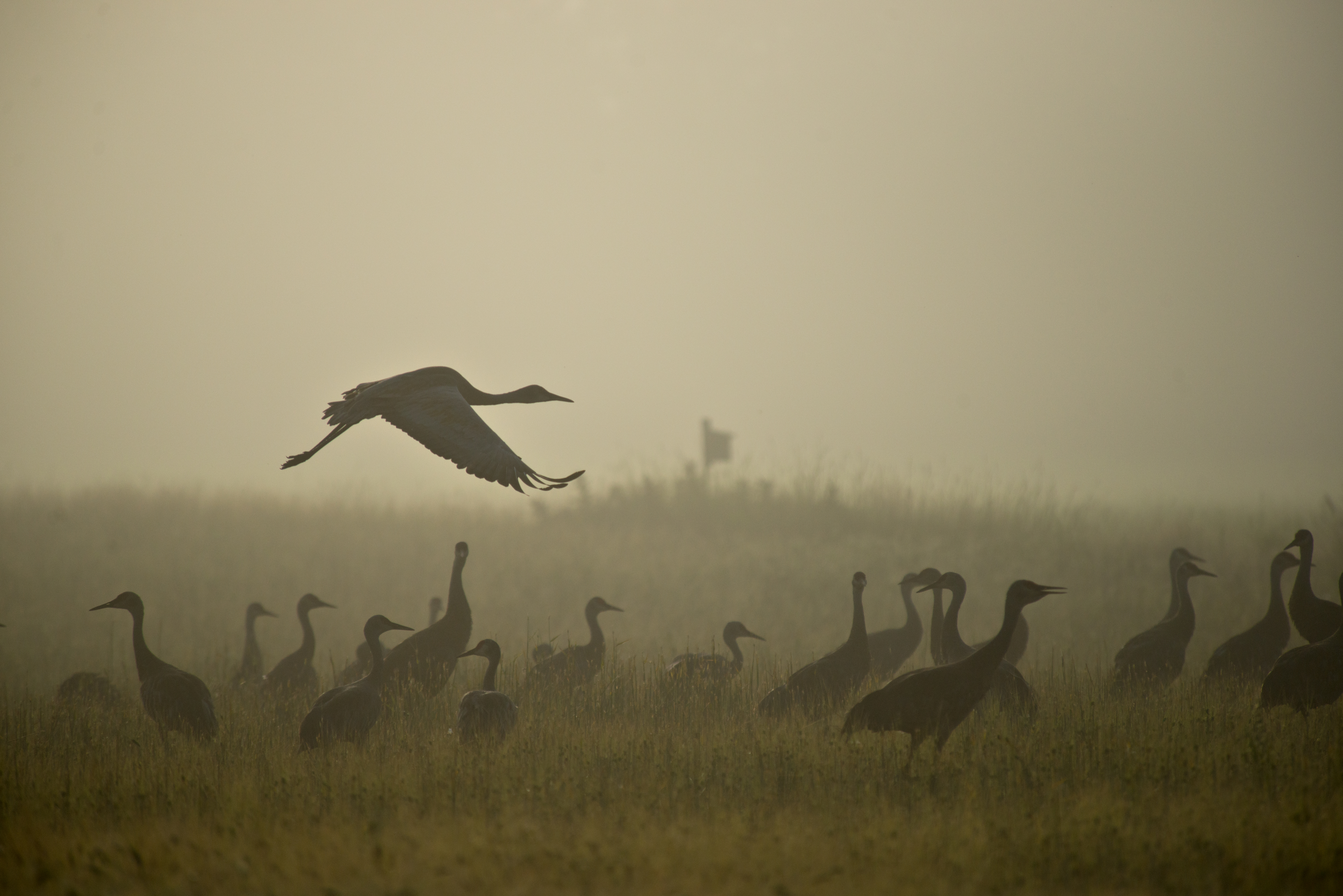 Foggy field of sandhill cranes at Creamer's Field Migratory Waterfowl Refuge