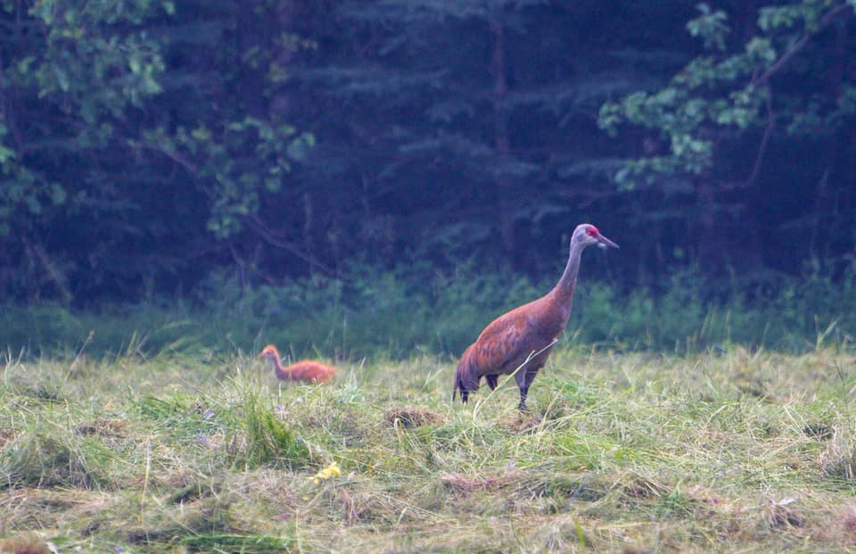 Sandhill crane and colt in a grassy field